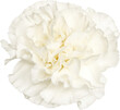 © Aiva - White Carnation isolated on white background.
