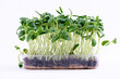 © Hanna Aibetova - Organic Sunflower Microgreens Sprouts Growing against White Background. Healthy edible sprouts rich in nutrients, ideal for concepts of organic food, urban farming and healthy nutrition.