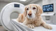 © Ruzana - Golden retriever in veterinary mri room with medical equipment