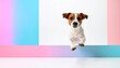© SciTech Studio - Jack Russell Terrier jumping over blue wall in colorful studio, high speed dog action banner with copy space