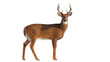 © Sean - Majestic male deer with large antlers standing alert, isolated on transparent background