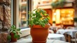 © lin - trattoria. A terracotta pot with a thriving basil plant on a sunlit stone windowsill overlooking a cozy trattoria. gardening catalogs, home-decor guides, designed for home decor and floral branding.