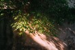 © pham - 都市部の壁の葉を通して輝く光