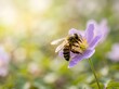 © Santi - Bee on Purple Flower Collecting Nectar, Spring Macro Scene