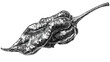 © Ahmad - Detailed black and white drawing of a hot pepper with a long stem on white