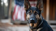 © Nataliya - Loyal German Shepherd sitting in front of an American flag for a Memorial Day tribute, patriotic pet concept, with copy space