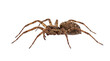© Graphic Studio - Detailed photographic study of a robust, eight-legged brown spider, likely a ground dwelling species, presented in profile against a stark white background for scientific illustration