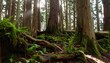 © Hashigo - 倒木とシダが生い茂る原生林の杉の根元 / Base of cedar trees in a primeval forest with fallen logs and ferns (Generative AI)