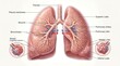 © Debby - Human lungs anatomy and heart structure.