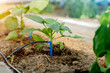 © Polivan - Drip irrigation in the greenhouse for peppers close-up