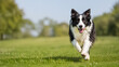 © Lupion - Border Collie Running on Grass Park