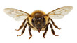 © Eoin - Detailed macro view of a fuzzy honey bee with translucent wings, isolated on transparent background