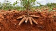 © musa - Cassava Plant Roots Exposed in Soil, Agricultural Farming Concept.