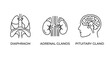 © YUDA - Line art icons illustrating human internal organs: diaphragm, adrenal glands, and pituitary gland, representing anatomy and biology.