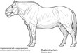 © Motiur - Chalicotherium ungulate mammal Miocene epoch fossil.