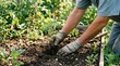 © velikiyzayats - Senior man planting organic tomato seedling in raised garden bed for sustainable home farming