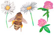 © Margarita - Watercolor set on white with bumblebee, two daisies and two pink clover heads isolated on white. Perfect for garden blogs, summer greeting cards, scrapbooking, and nature stickers