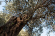© vveronka - Ancient olive tree trunk close up, twisted bark texture and branches, old Mediterranean olive tree, natural wood pattern, organic background, copy space