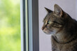 © Iva - Old cute marble cat with amazing lime eyes looking through the window
