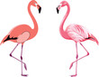 © MDSaiful - Beautiful pink flamingo bird vector set in various shades and poses for tropical summer vacation themes, exotic wildlife nature illustrations, and elegant zoo animal designs isolated on white