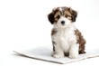 © rinrada - Realistic puppy sitting beside a clean pee pad, isolated on pure white, pet training preparation concept,