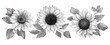 © ckybe - Blossoming sunflower collection evokes joy for minimalist tattoo designs or wedding save the date cards.
