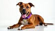 © miss irine - Happy brown pit bull terrier dog lies down indoors on clean white floor, wearing purple collar. Friendly canine looks at camera with tongue out, copy space background for text.