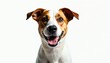 © Vadym - Happy dog with brown, white fur looks directly at camera with mouth open, tongue visible. Cheerful animal shows funny, friendly, playful expression. Seems to smiling, radiating joy, good vibes.
