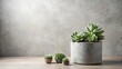 © Collection - Serene Succulents in a Grey Stone Planter on a Wood Surface Against a Textured Wall
