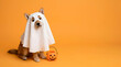 © Synthesia Studio - Funny dog in ghost costume for Halloween celebration, cute puppy wearing white sheet with pumpkin bucket on orange background, festive autumn holiday banner with copy space