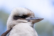 © Austockphoto - a side view of a laughing kookaburra