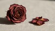 © antuanetto - Single dried rose and petals lying on linen fabric after the Rose Festival, capturing a melancholy nostalgia concept and the fragile beauty of nature in harsh side lighting