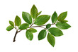 © Yuliia - Fresh green branch isolated on white background. Natural botanical element for collage, eco design, branding and web projects. Ideal for for creating frames, borders and modern design layouts.