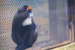 © yuuki - 動物園のブラッザグェノン