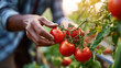 © Olha Havelia - Faceless hands picking ripe red tomatoes from a vine in a home garden, soft morning light, dirt under fingernails, authentic yard work, sustainability, harvest, lifestyle, professi