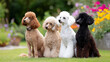© K teo - Different colored poodles sitting in a row showcasing coat variations outdoors