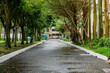 © Abrosfer - Wet asphalt pathway lined with lush green trees in a peaceful urban park or campus after rain. White curbs and scattered fallen leaves create a serene, quiet atmosphere leading toward a building.