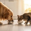 © Baser - dog and cat eating side by side clean composition