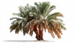 © Vector illustration - A detailed hyperrealistic cutout of a mature date palm tree featuring textured brown trunks and lush green fronds isolated on a clean white background for design