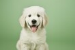© bodnarphoto - Smiling white golden retriever puppy sitting against a soft green background, tongue out, joyful expression, studio portrait, bright soft lighting