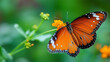 © Nataliya - Macro close-up of a vibrant orange monarch butterfly resting on a wildflower with wings fully open, spring wildlife photography, nature macro concept, defocused green background,