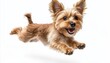© tiger - small fluffy tan dog leaping mid-air with joyful open-mouthed smile and perky ears against a white background