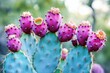 © zhuan - Close-up of blue-green prickly pear cactus pads topped with vibrant magenta fruits with yellow-orange centers, sharp spines and soft bokeh background, bright cheerful mood