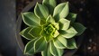 © kai - goral. A succulent plant with a central stem and eight plump leaves, top-down view. gardening catalogs, home-decor guides, designed for home decor and floral branding, used by performance marketers.