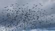 © kai - abetting. A vast flock of birds changing direction against a stormy sky, flying towards a clear patch. wildlife magazines, conservation campaigns, designed for eco-tourism storytelling.