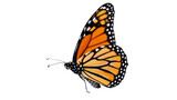 Vibrant Monarch Butterfly Resting Side View with Detailed Wing Pattern