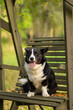 © Anya - Cardigan Welsh Corgi lying on autumn leaves in the parkHappy Cardigan Welsh Corgi dog posing outdoors in autumn.