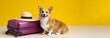 © Nataliia - Corgi dog sitting near suitcase with hat on bright yellow background ready for travel. copy space
