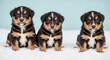 © huyelah - Three Adorable Tri Color Puppies Posed Together on a Soft White Surface with a Light Blue Background Creating a Charming Canine Composition