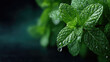 © syhin_stas - Fresh green mint leaves receiving nourishing water drops, symbolizing purity, natural vitality, and the freshness of organic ingredients for a healthy lifestyle